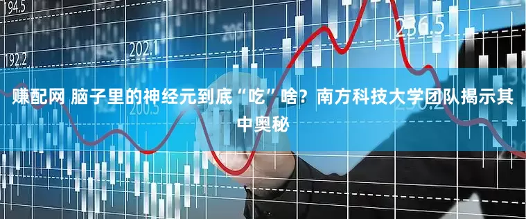 赚配网 脑子里的神经元到底“吃”啥？南方科技大学团队揭示其中奥秘